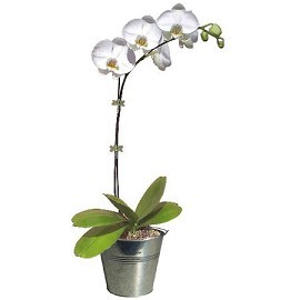 phalaenopsis-blanche-cpzinc.jpg