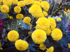 149_Chrysantheme6_400.jpg