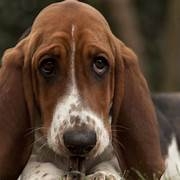 nuremberg,james vanderbilt,cinéma,russel crowe,rami malek,michael shannon,leo woodall,richard e. grant,john slattery,lotte verbeeke