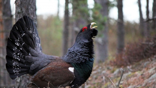 le chant des forÊts,vincent munier,cinéma,simon,michel munier