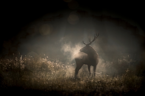 le chant des forÊts,vincent munier,cinéma,simon,michel munier