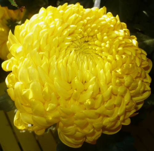 chrysantheme-jaune-008-bis.jpg