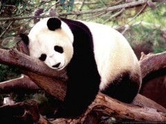 panda_1.jpg